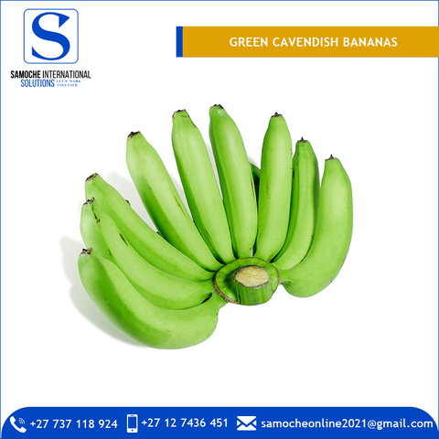 Export Quality Fresh Green Cavendish Bananas at Low Price