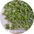 Import Factory Price Bulk Wholesale Frozen Fresh Green Broad Beans from China