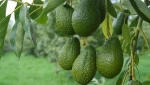 FRESH AVOCADO HASS AND FUERTE,Fresh Furte & Hass Avocados