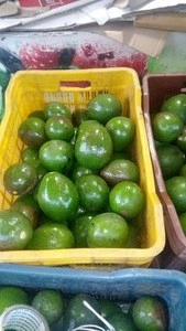 Fresh Avocados suppliers (Good Prices )