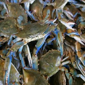 fresh blue crab wholesale
