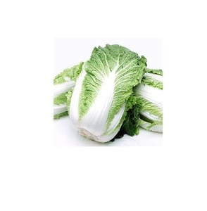 Fresh Celery Cabbage ,CELERY CABBAGE,New harvest fresh celery cabbage