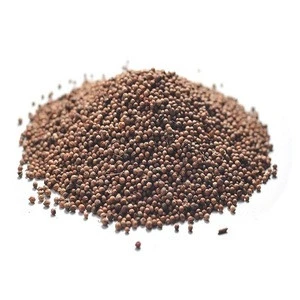 Fresh coriander seeds best quality best price Indonesia agriculture product