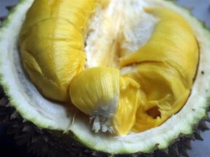 Fresh Durian - Best quality and Price - From VietNam