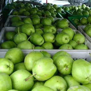 Fresh Early Su Pear Sweet Pear exporter in China