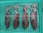 FRESH FROZEN SQUID (U5,U7,U10) FROM ALO SEAFOOD