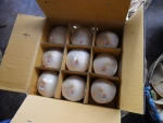 Fresh Green Young Coconuts