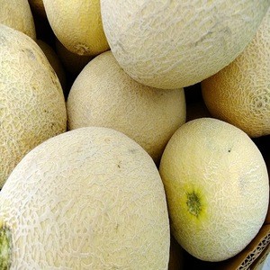 Fresh Melons available for sale