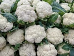 Fresh Organic Cauliflower Ready