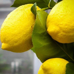 Fresh Organic Lemons Juicy Fresh Lemon/Meyer Lemons/Fresh Lime Eureka Lemon, Anyue lemon