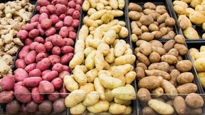 Fresh Organic Potato from Pakistan