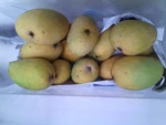 Fresh Quality Mango