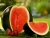 Import FRESH SUGAR BABY WATERMELON - WHOLESALE MELON FOR EXPORT WITH BEST PRICE FROM VIETNAM TYPE 2 from China