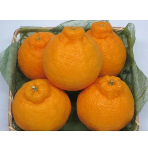 Fresh sweet citrus orange supplier export companies fruit product