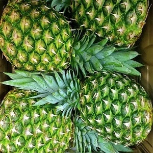 Fresh Sweet Pineapples For Sale