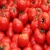 Import fresh tomato high quality (A) from China