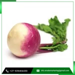 Fresh Turnip For A Little Burst For Salad at Sale