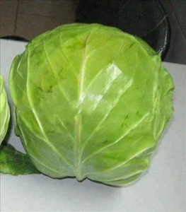 Fresh vegetable Flat green cabbage for Dubai Market...