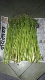 Frozen Asparagus