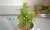 Import Garden decor artificial plants made in china cactus and succulent from China