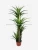 Import giant artificial plants 160cm plastic yucca tree in UV resistance for outdoor from China