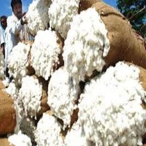 grade A 100% Organic Raw Cotton for sale