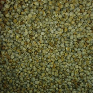 Green Millet Supplier from india