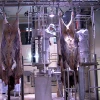 Halal Meat Slaughter Process Camel With Quality Abattoir Machine