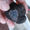 Healthy Foods Wild Fresh White and Black Truffles Whole