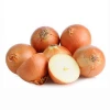 High Quality Best Selling Fresh Onions for Bulk Sale