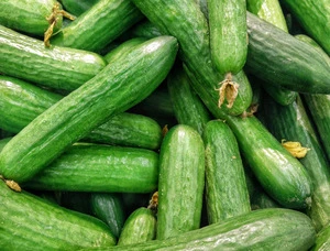 High Quality Fresh Cucumber for sale