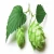 Import High Quality GMP Kosher Natural Lupuli strobulus extrcat/Hops flower Extract from China