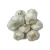 Import High Quality Wholesale White Fresh Garlic From Farms In Thailand from Thailand