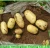 Import Holland Potato from China