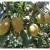 Import [HOT] China fresh red fragrant su pear from China