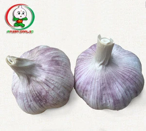 [Hot Sale] Garlic price/Fresh Garlic specification