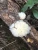 Import hotsale  dry natural  tremella mushroom mushroom rishi 50g from China