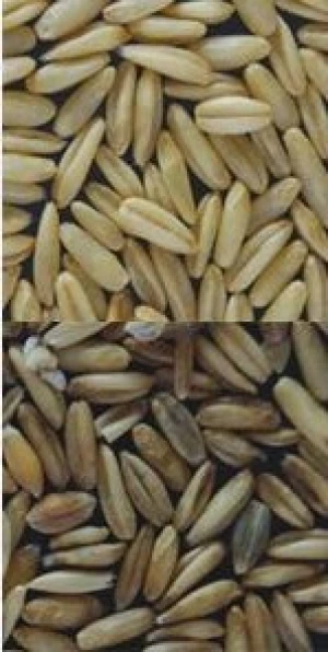 Intelligent Wheat Barley Oats color sorter sorting separator selector machine for Wheat Barley Oats colour separating sorting
