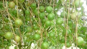 macadamia From Uganda