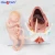 Import Medical science subject and medical teaching manikin , delivery model /childbirth pregnancy from China