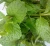 Import Mint Leaves /Fresh Vegetables/Fresh Herbs! from India