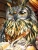 Import Mosaic Owl Needlework DIY Full Sets Diamond  Animal Picture  Home Decor diamond art painting kid set from China