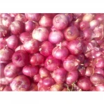 Best Quality Fresh Onions
