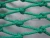 Import PE Braided  fishing Net. pe fishing net. fish net. from China