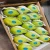 Import Premium Grade Export Fresh Guava From Egypt from Egypt
