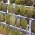 Import Premium Quality Delicious Frozen Fresh  Musang King Durian Pulp from China