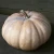 Import Pumpkins from India