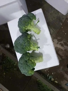 pure frozen broccoli vegetables