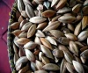 Quality Pili Nuts Wholesale Price