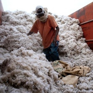 Raw Cotton wholesale